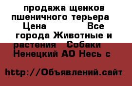 продажа щенков пшеничного терьера › Цена ­ 35 000 - Все города Животные и растения » Собаки   . Ненецкий АО,Несь с.